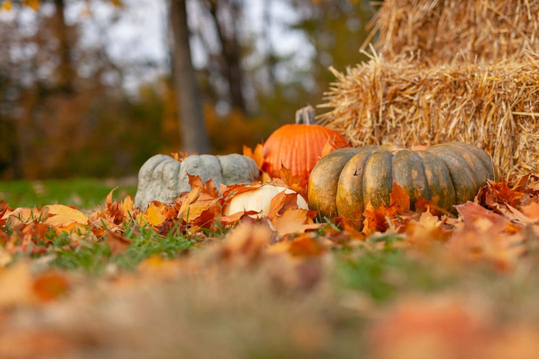 Pumpkin seeds
