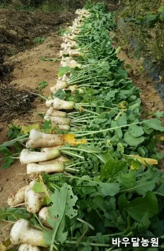 알타리무 파종시기 핵심 포인트_10