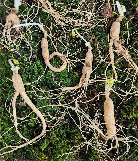 오늘N 약초장아찌 산양삼 된장 고추장 가격 구매 정보 이맛에산다 경북 영덕 유금농산