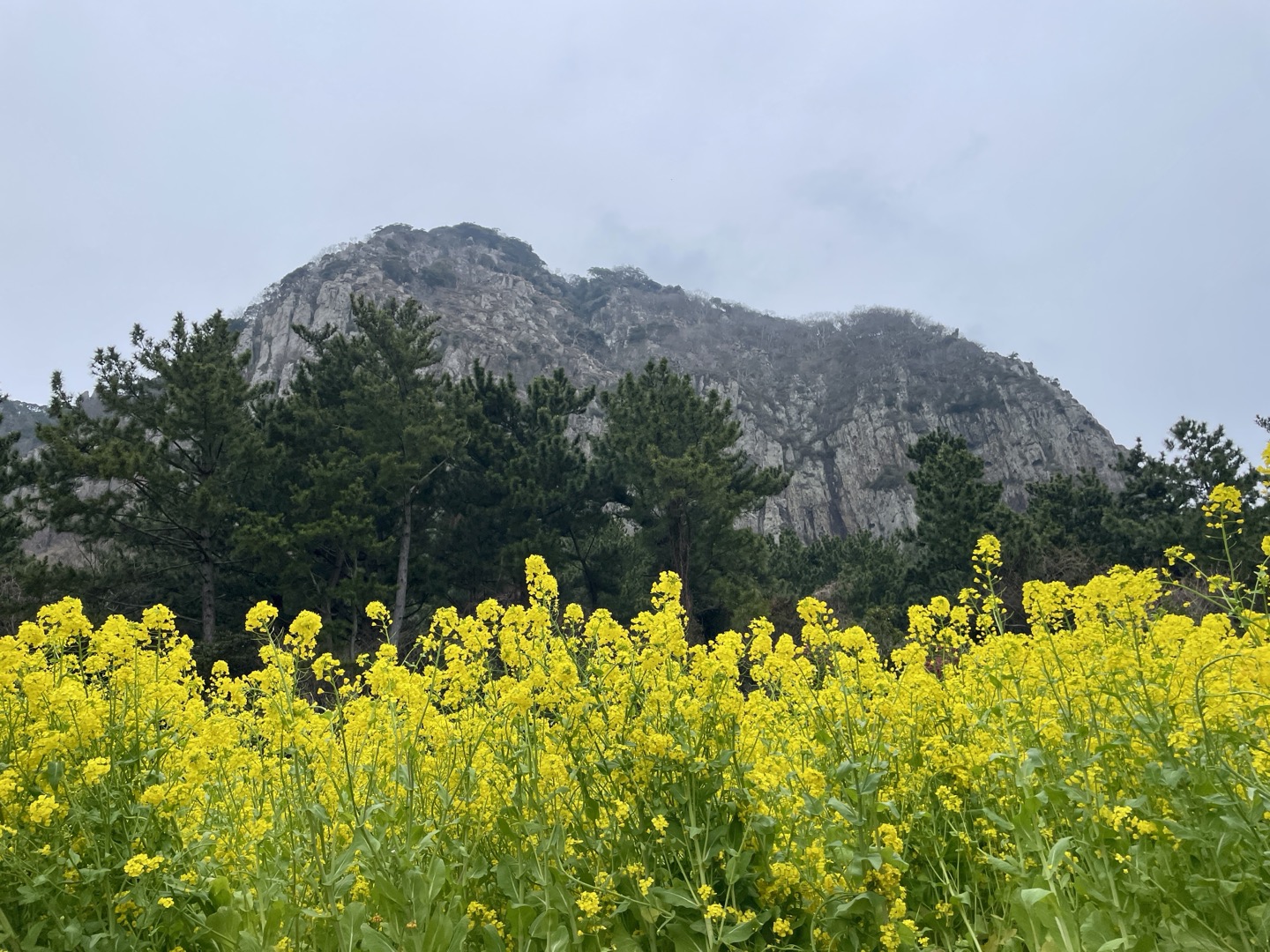 제주 유채꽃 필수 코스