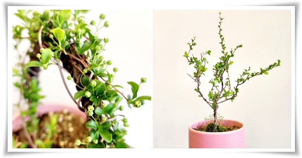 &quot;설유화&quot; 눈꽃보다 아름다운 꽃, 봄을 깨우는 순백의 기적!