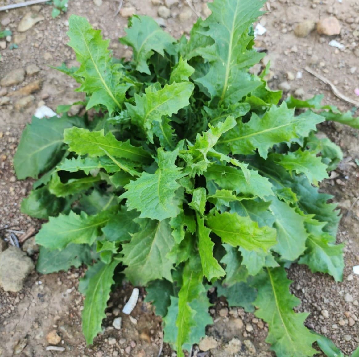 창가에서 키우는 고들빼기-쌉쌀한 맛과 건강한 밥상의 만남, 실내에서 도전하는 재배법