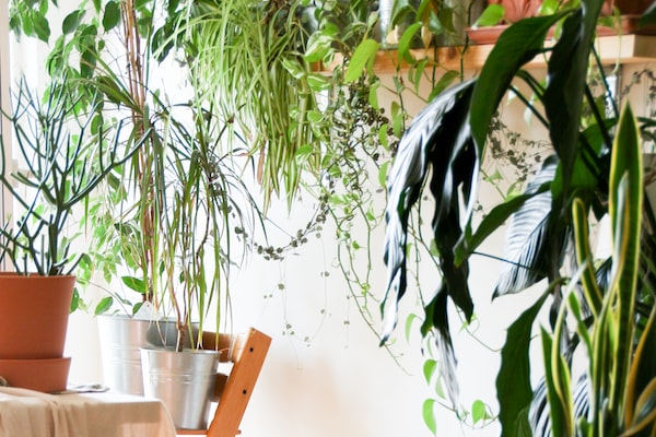 겨울에 잘 자라는 식물들 5가지 추천