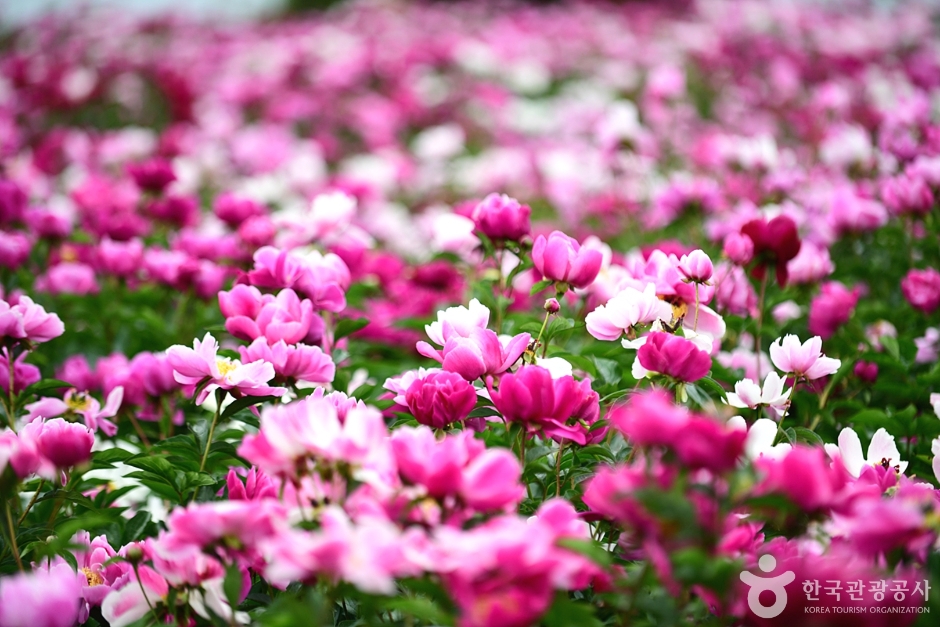 2025년 고흥 작약꽃밭
