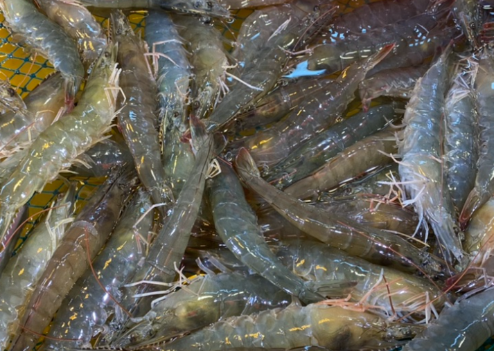 소래포구 생대하