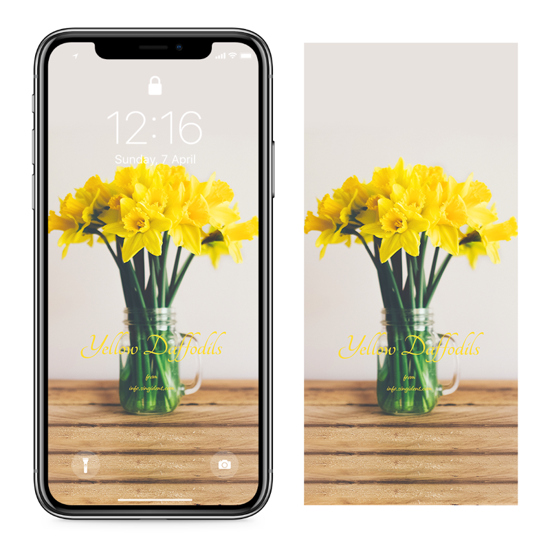 01 탁자 위 노란색 수선화 C - Yellow Daffodils 아이폰봄배경화면