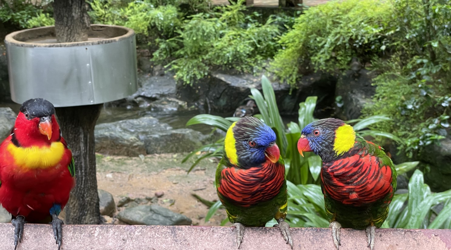 주롱 새 공원 Jurong Bird Park