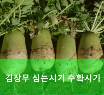 무 재배 솎아주기 토양 소독 비닐 멀칭_11