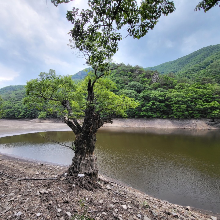 청송주산지_주산지여름_주산지