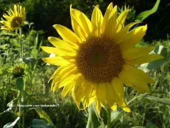 8월에 피는 꽃 이름 종류별 특징 정리 보기_7