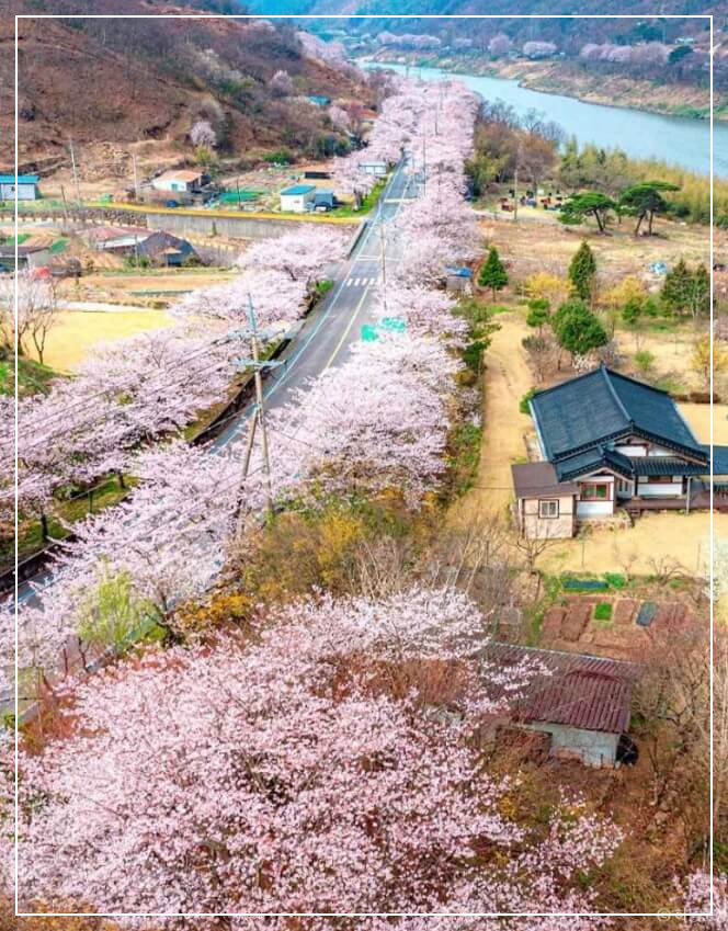하동 가볼만한곳 베스트10 하동 십리벚꽃길 