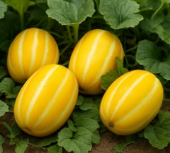 참외 효능 부작용