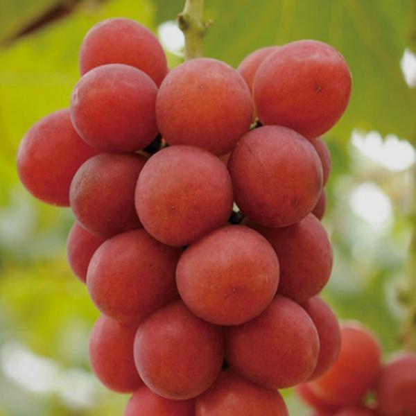 포도품종 비교 - 루비로망 맛,색깔, 당도, 용도