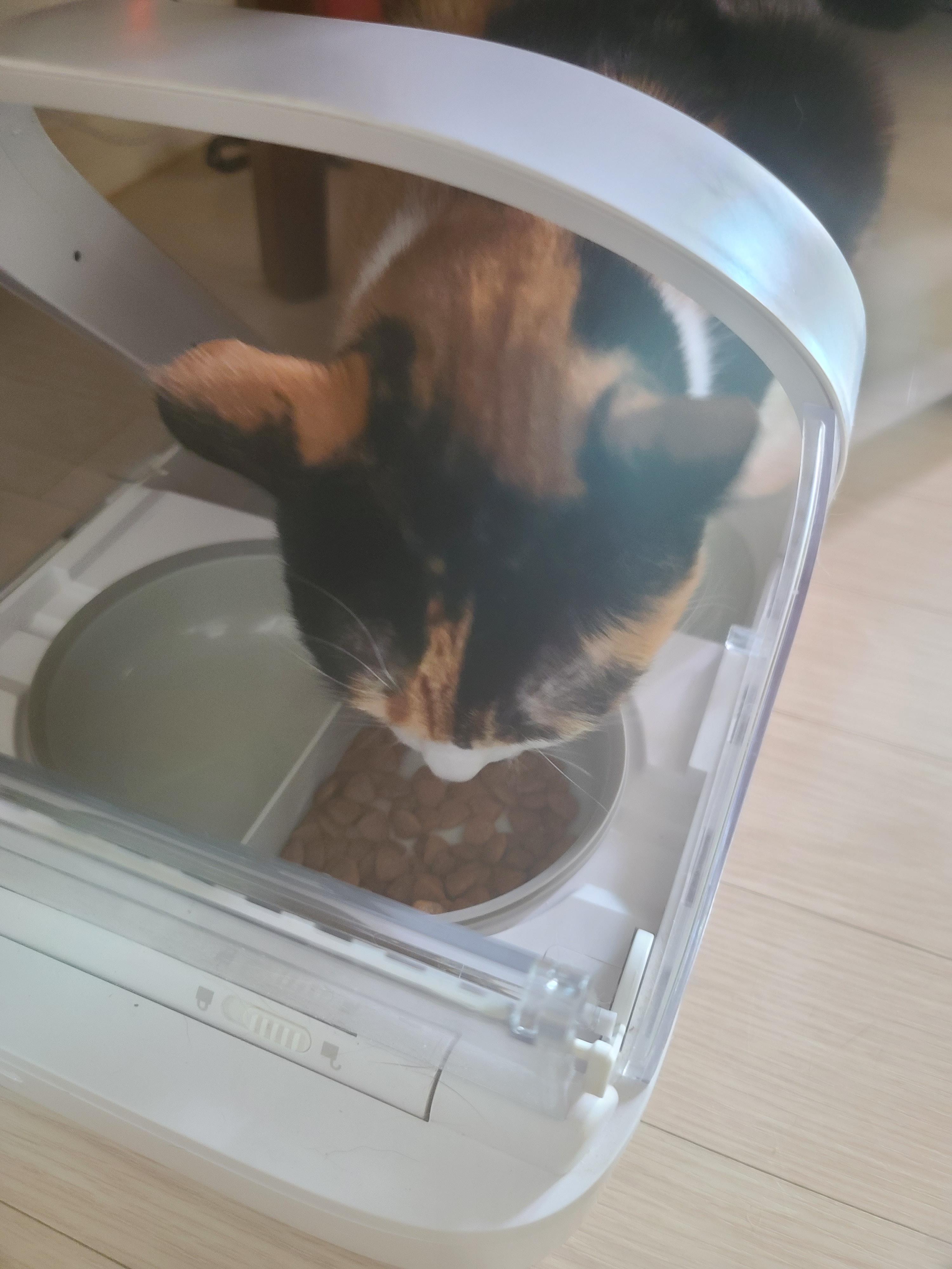 기쁜소식!!!!! 다다가 4년만에 건사료를 먹는다!!