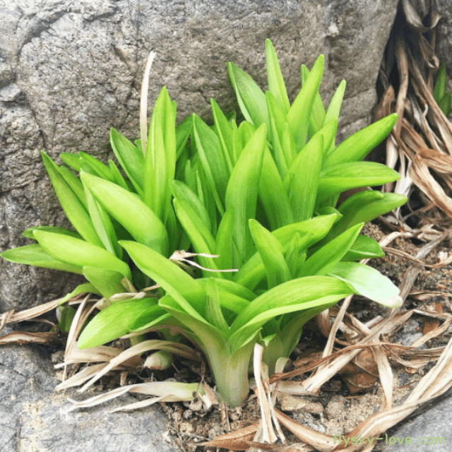 원추리나물 효능