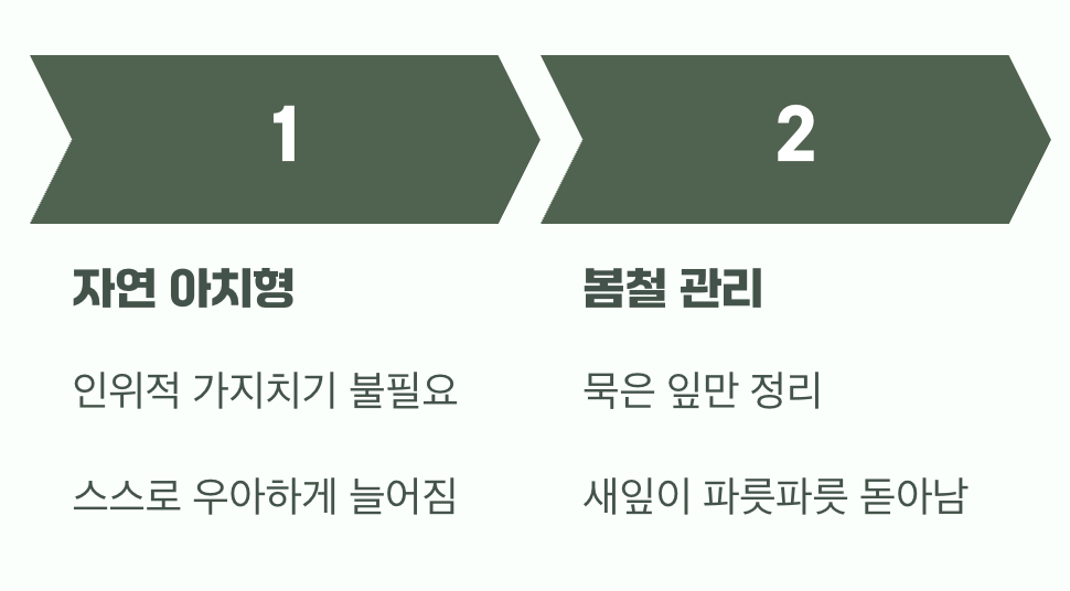 비결 3. 그대로의 멋, '자연스러운 수형'