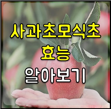 사과초모식초 효능-1