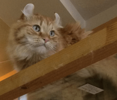 아메리칸 컬 고양이 사진