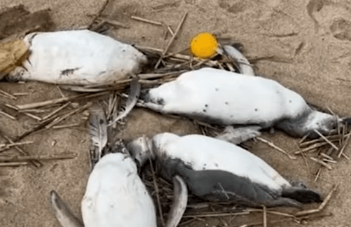 우루과이 펭귄 떼죽음