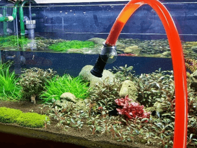 구피를 잘 키우기 위한 최적의 사육환경