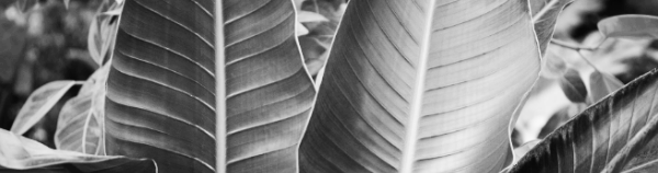 여인초 키우기: 여인초 번식