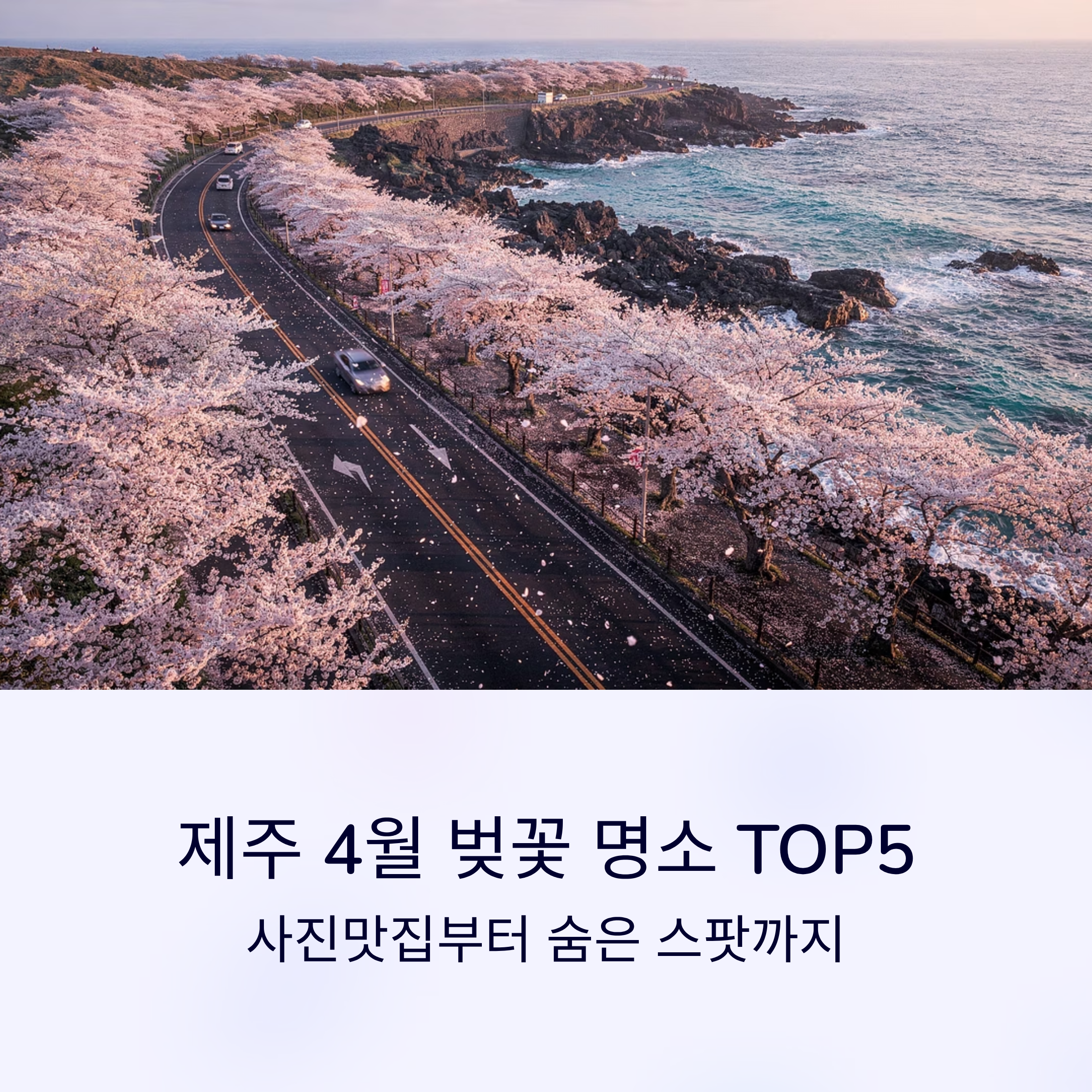 제주 4월 벚꽃 명소 TOP5, 사진맛집부터 숨은 스팟까지