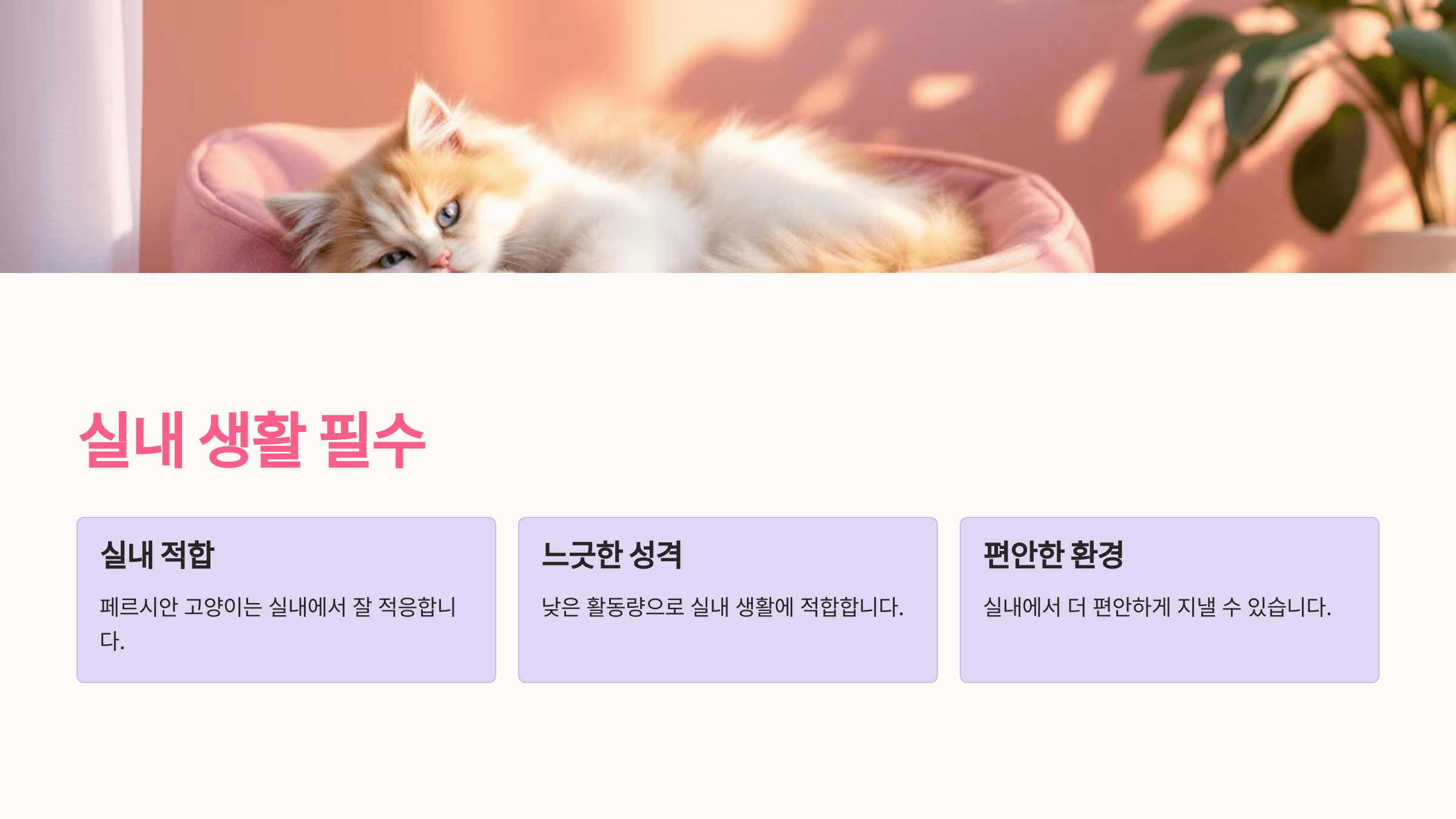 페르시안 고양이 사진입니다.