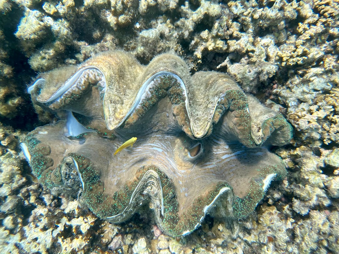 Clam