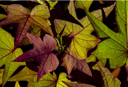 주말농장 인기작물 1위 고구마