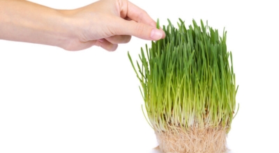 새싹보리이미지