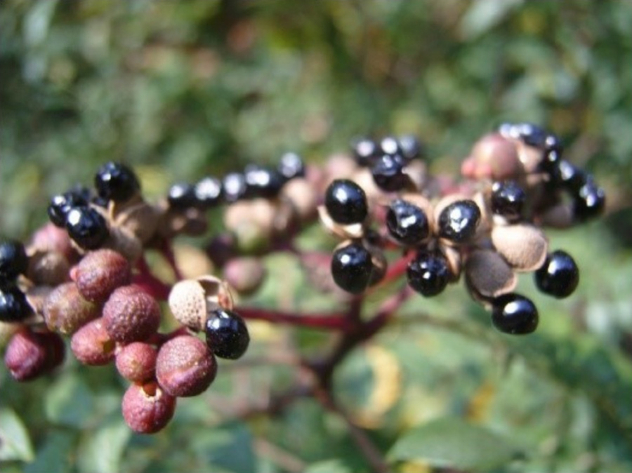 야생에서 크고 있는 산초나무의 열매인 산초를 붉은 껍데기와 검은 알갱이를 모두 확대하여 찍은 사진