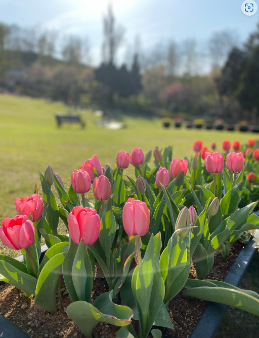 피나클랜드 봄꽃 축제 사진4