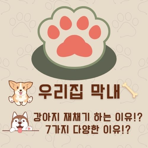 강아지 재채기 하는 이유 7가지 : 멈추는 방법