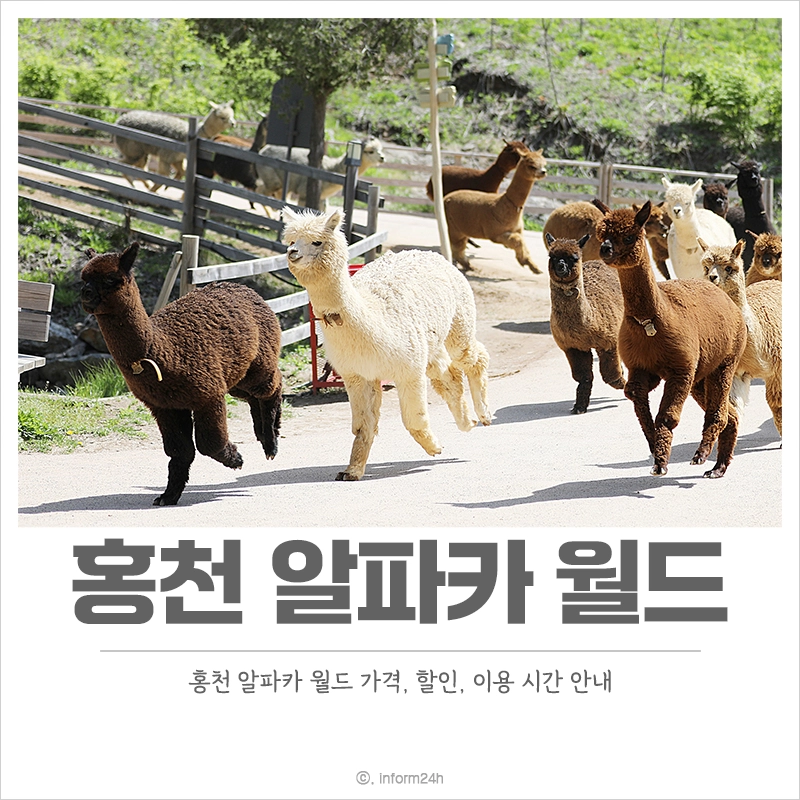 홍천-알파카월드-입장료-할인-이용-시간