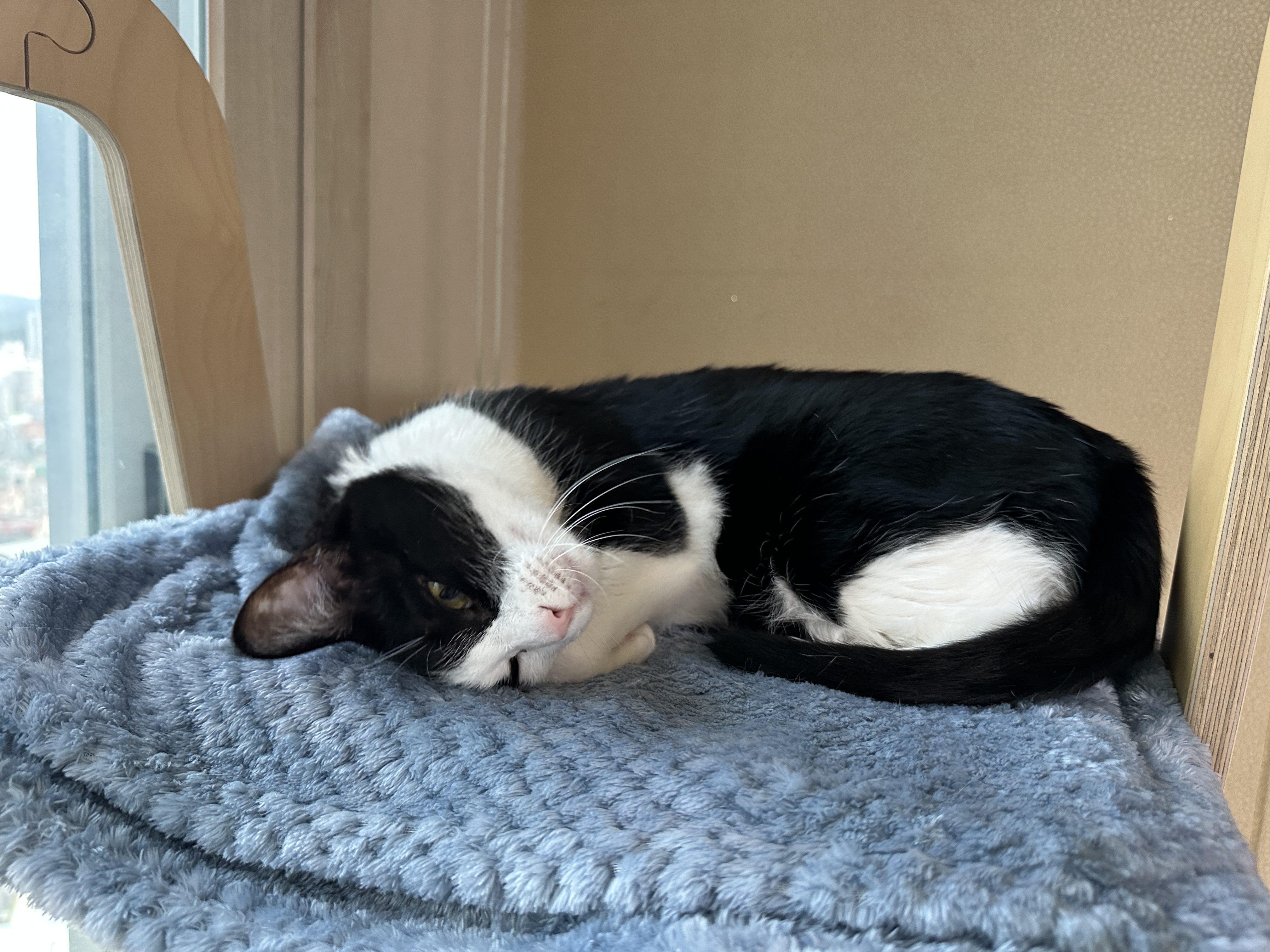 깔끔쟁이-두리도-캣타워-꼭대기-새-담요가-맘에-든다.-(feat.-루디)