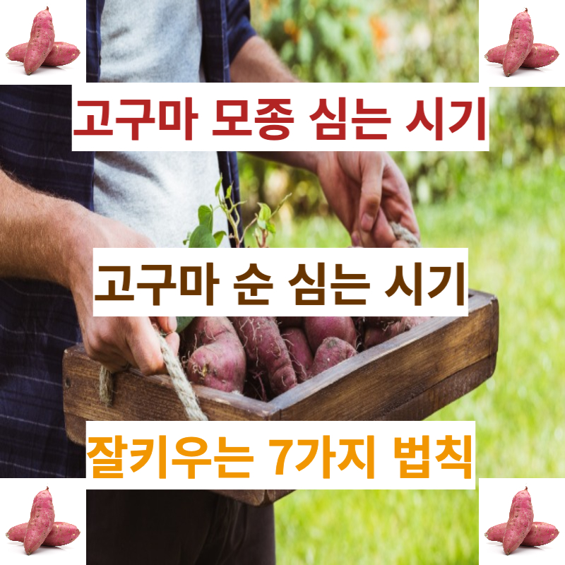 고구마 모종 순 심는 시기 (feat. 한국에서 잘 키우기 위해 꼭 알아야 할 7가지)