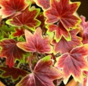 밴쿠버제라늄키우기 밴쿠버 제라늄의 특성과 관리 요령