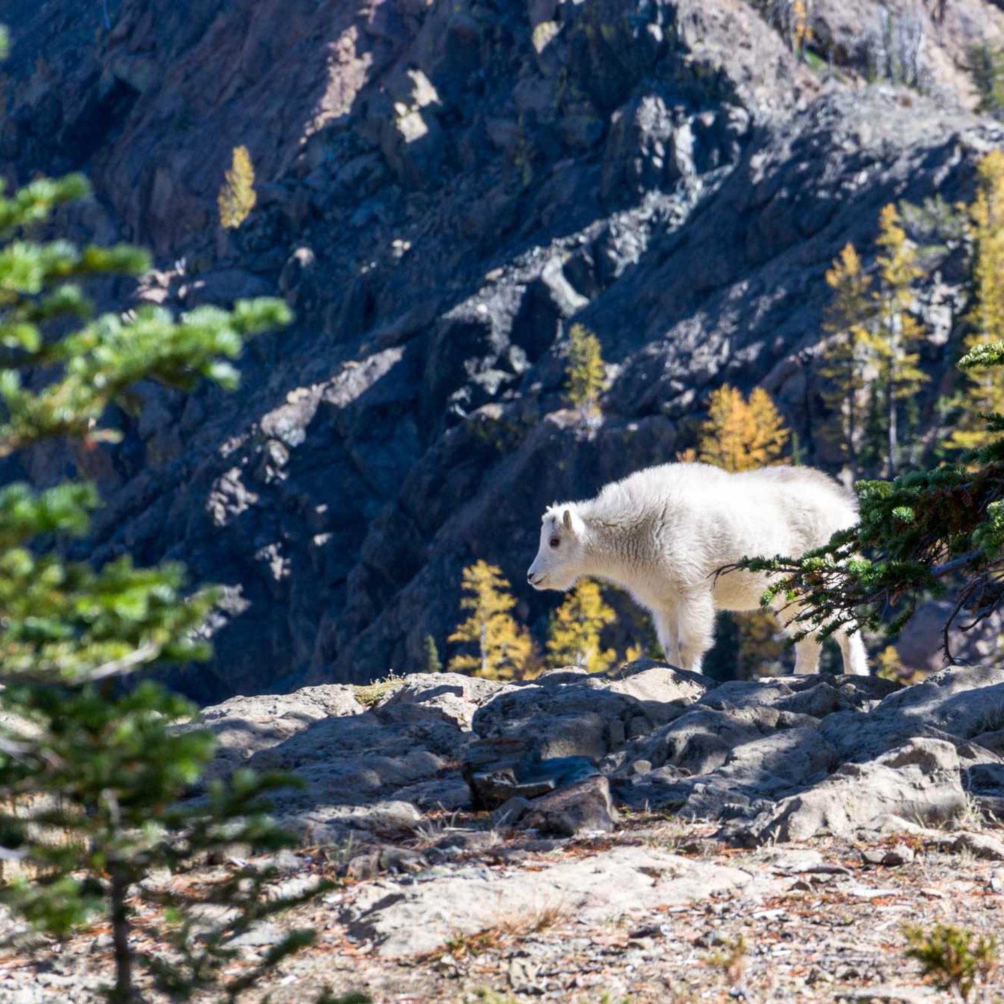 키스트론 공모주 청약-기준
