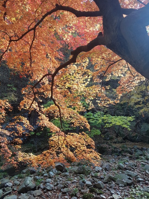 내장산 단풍시기