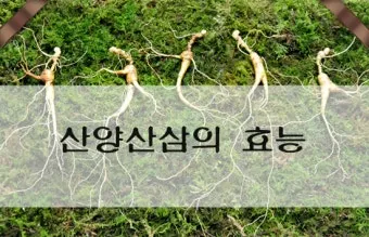 산삼 효능 영양 면역력 피로 회복 위한 섭취법 정리_16