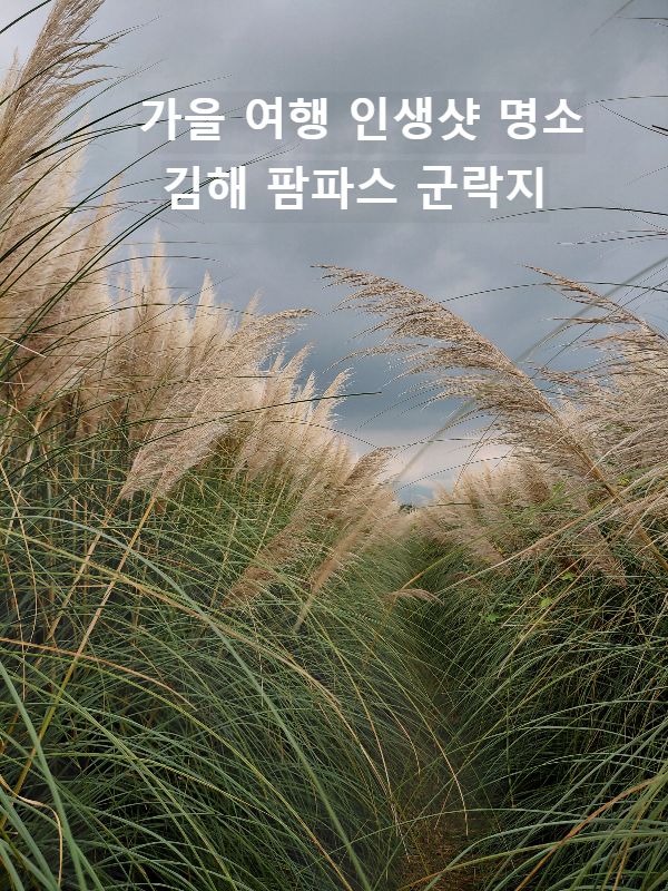 김해 팜파스 군락지, 인생샷과 힐링을 한 번에! 김해 가볼 만한 곳 낙동강변 가을 낭만 여행