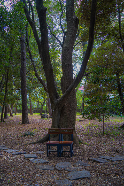 제주 삼성혈 분위기