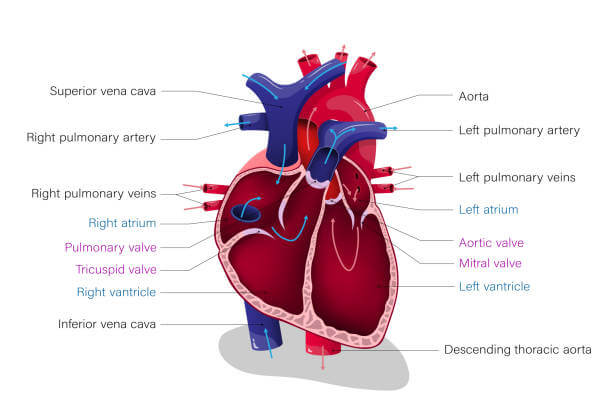 혈액순환에 좋은 영양제 BEST5!!
