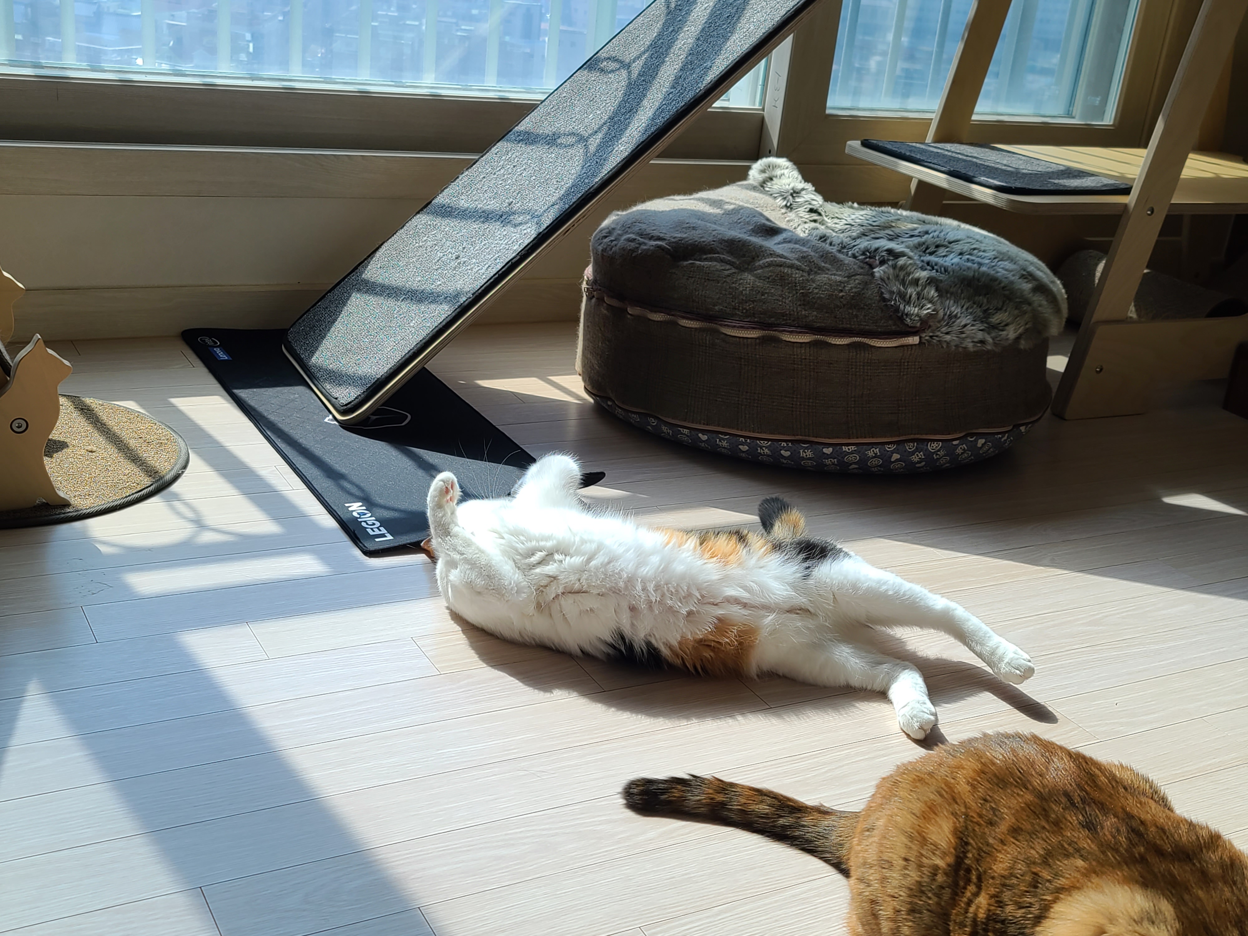 우리집 고양이들에게 전기장판은 선택이 아닌 필수! 보일러가 고장난 3일동안 아홉냥이들은...