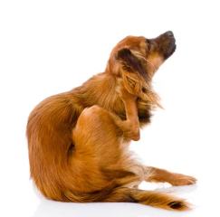 강아지 중이염/출처:어도비스톡