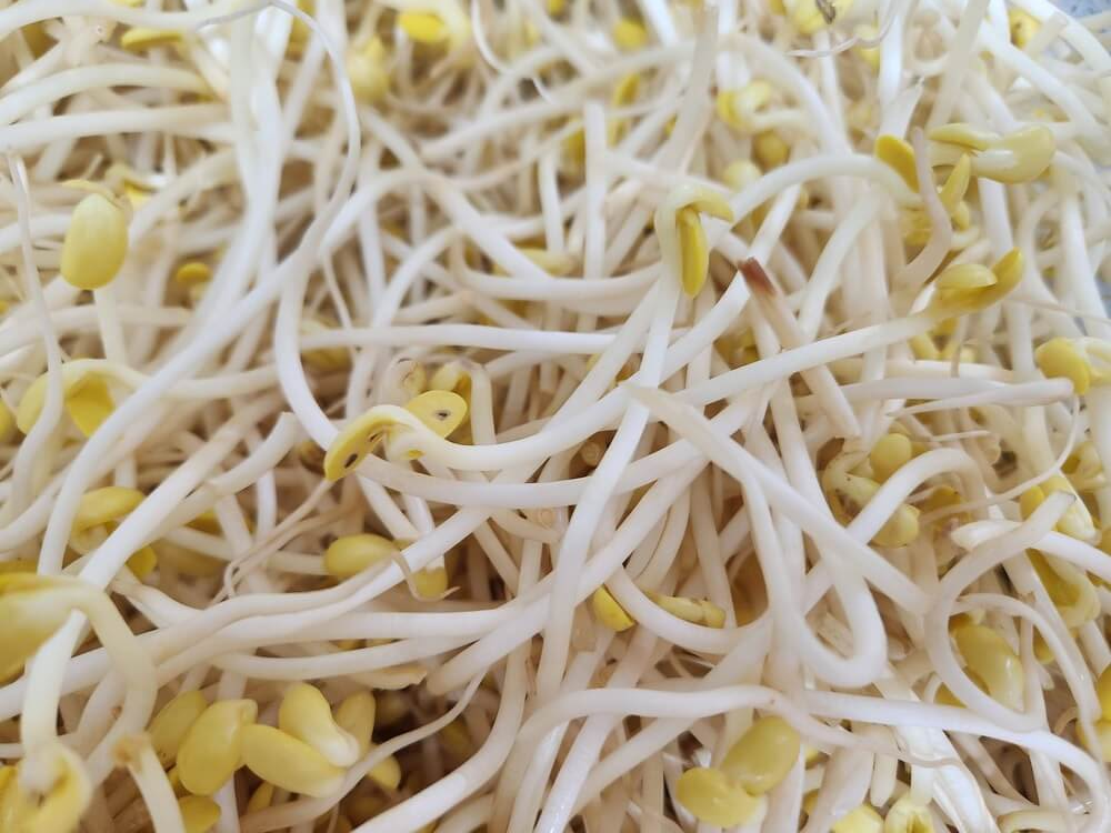 씻기전 콩나물