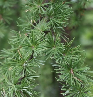 일본잎갈나무 잎2