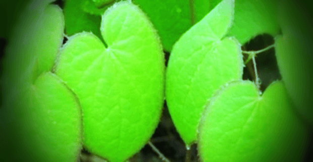 음양곽-삼지구엽초-사진