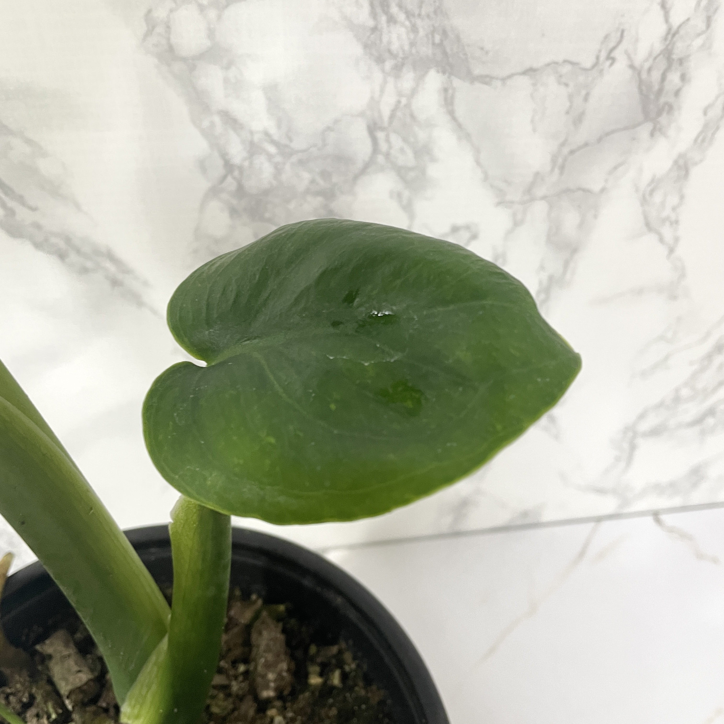 몬스테라 키우기 물주기 수경재배 분갈이 가지치기