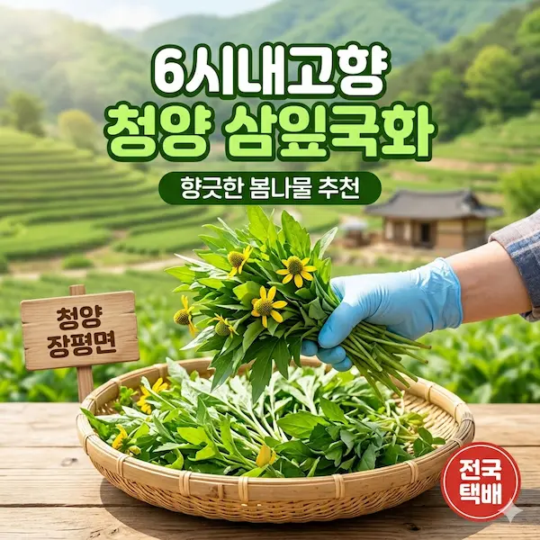 6시내고향 청양 삼잎국화